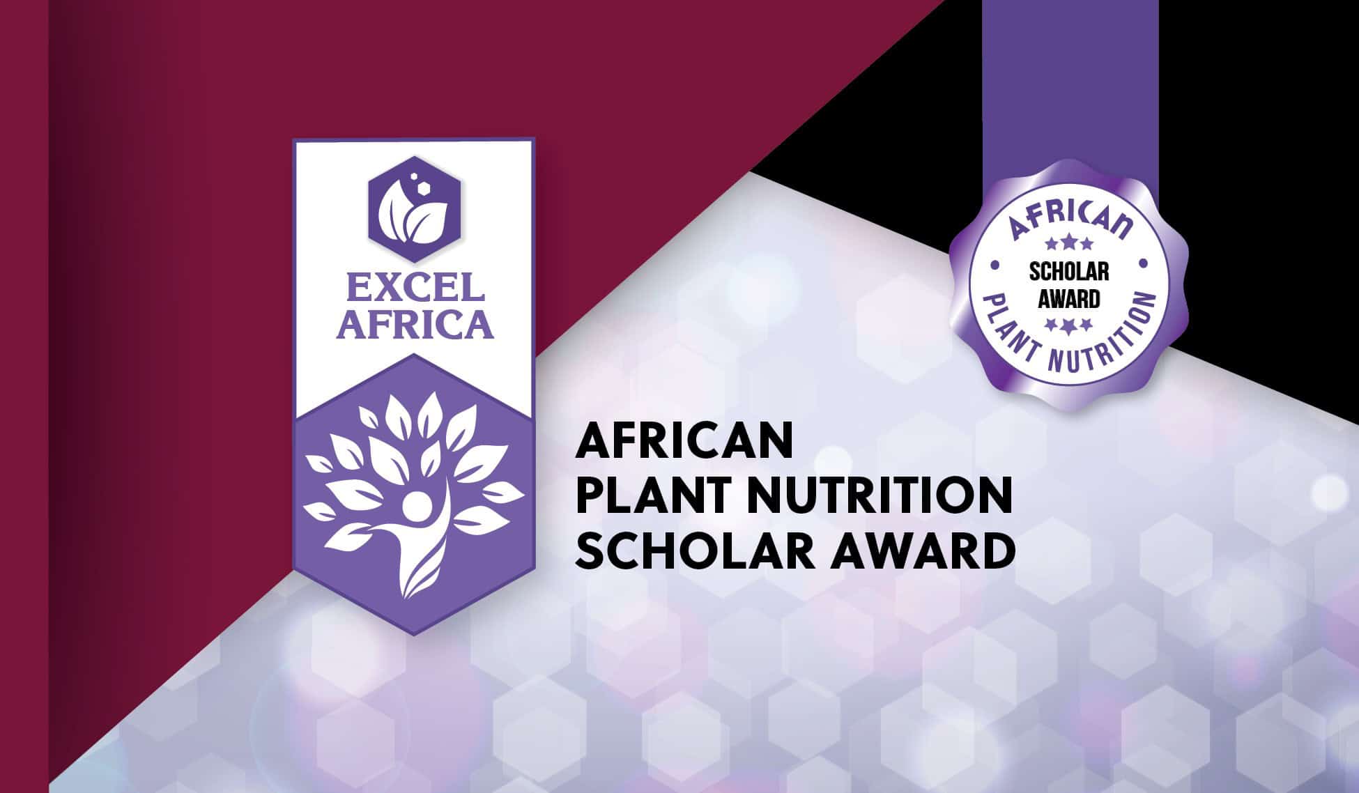 Apply for African Plant Nutrition Institute Scholarship 2025